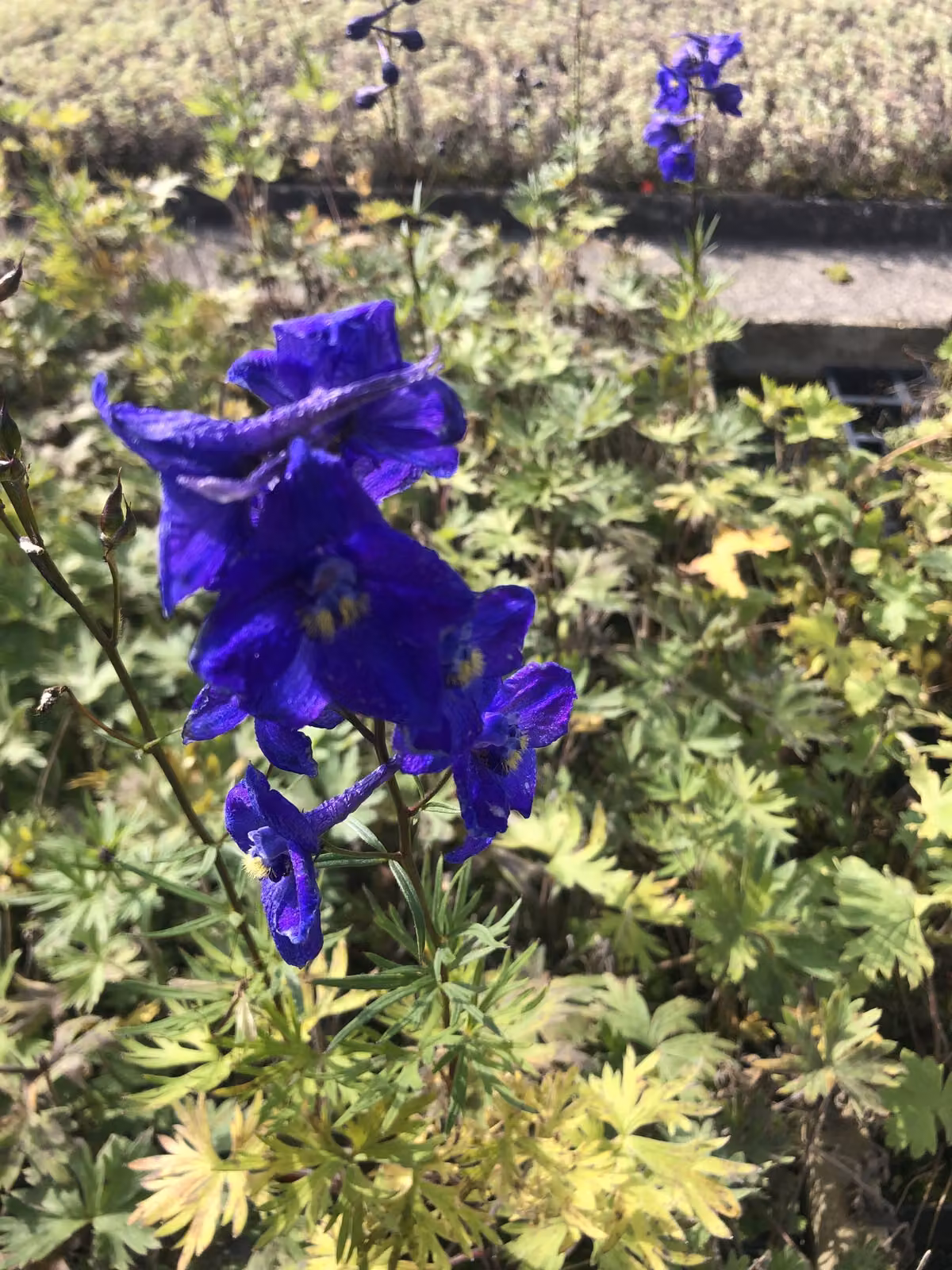 6 x Delphinium belladonna 'Atlantis' - Delphinium in vaso 9x9 cm