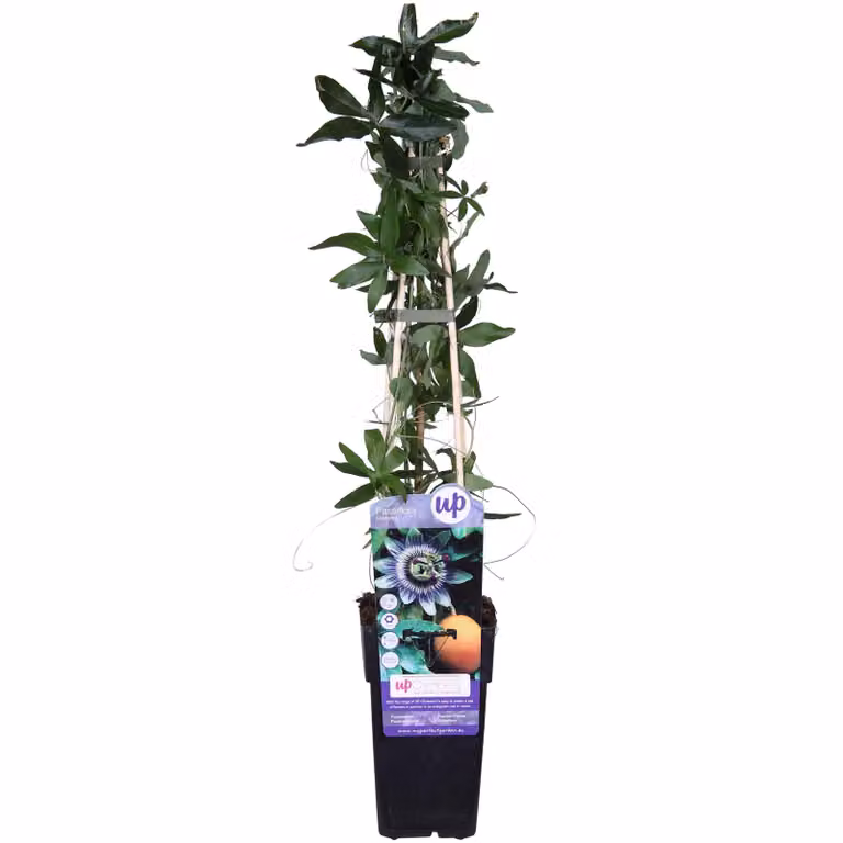 Passiflora caerulea - ↨65Cm - Ø15