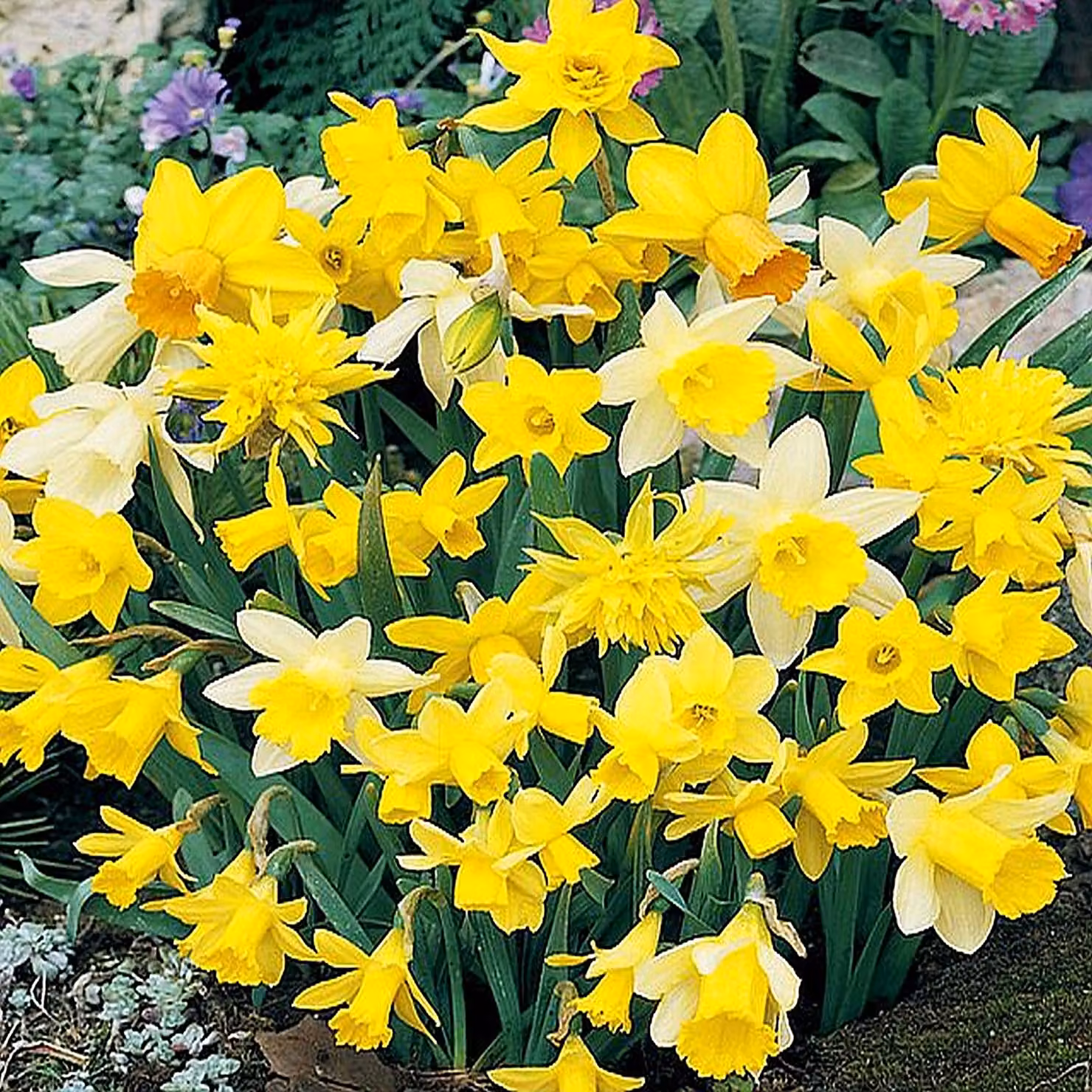 Bulbi di giunchiglia Bulbi di fiori Mix botanico di giunchiglie 10 pz.