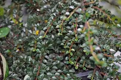 12 x Cotoneaster horizontalis - Cotoneaster a ventaglio - vaso 9 cm x 9 cm