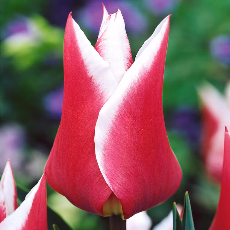 Tulipani Bulbi Bulbi Fiori Tulipano a fiore di giglio Claudia 5 pz.