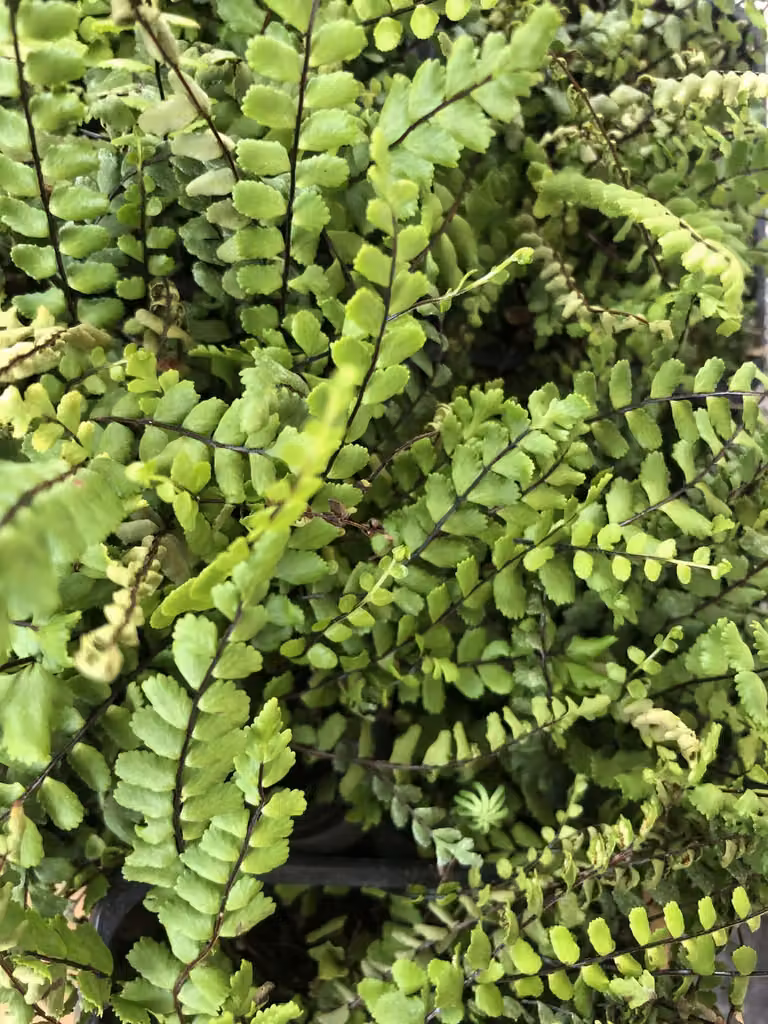 6 x Asplenium trichomanes - felce striata - vaso 9 x 9 cm