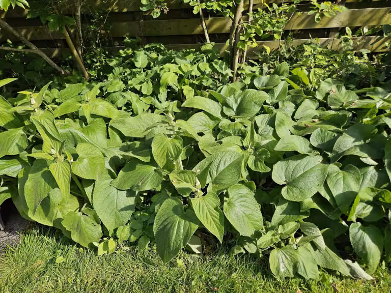 Phlomis russeliana 10-25cm, Ø9cm, 60 piante, pianta perenne, resistente al