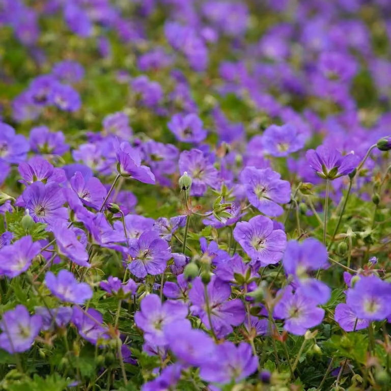 Geranio Azure Rush, 6 piante, Ø9cm, altezza 10-25cm, pianta perenne resistente