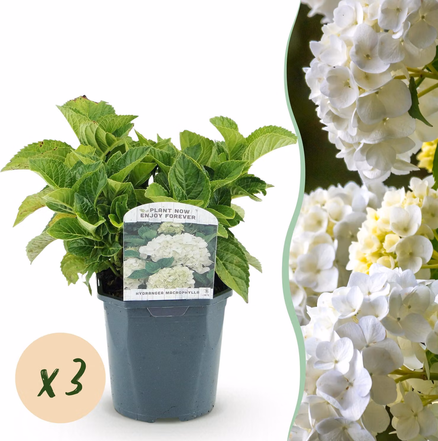 Ortensia - Hydrangea macrophylla White - Fiore bianco - 3 piante - 1 m2 - Deciduo - Bassa manutenzione - 30cm - Ø18cm - Pianta da giardino