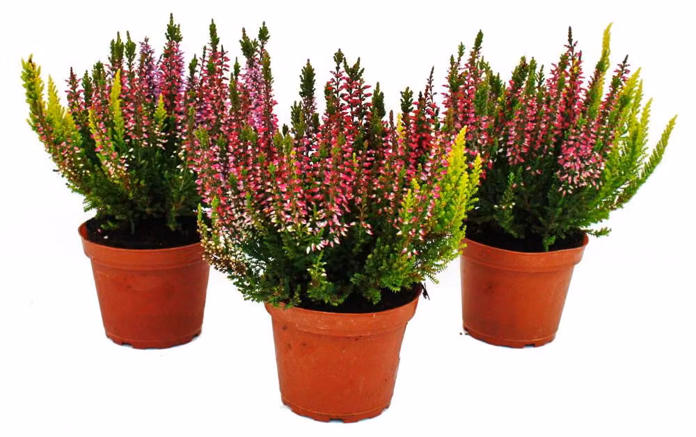 Calluna vulgaris multicolore set di 3 piante di erica rustica vaso da 11 cm tre colori per vaso (trio)