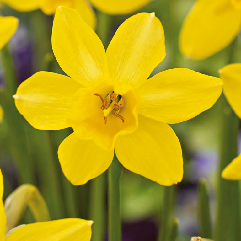 Bulbi di giunchiglia Bulbi di fiori Botanical Daffodil Sailboat Lemon 5 pz.