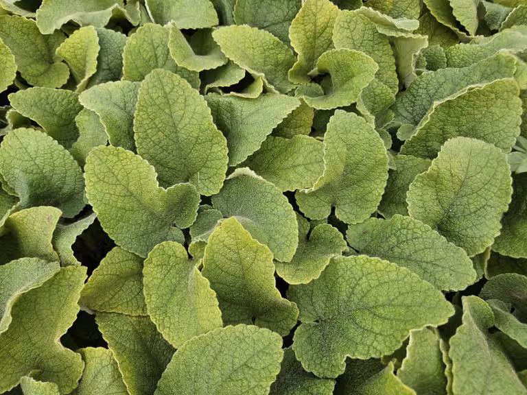 Russel - Phlomis russeliana - Ø10-25cm - Ø9cm - 6 piante - Resistente al freddo