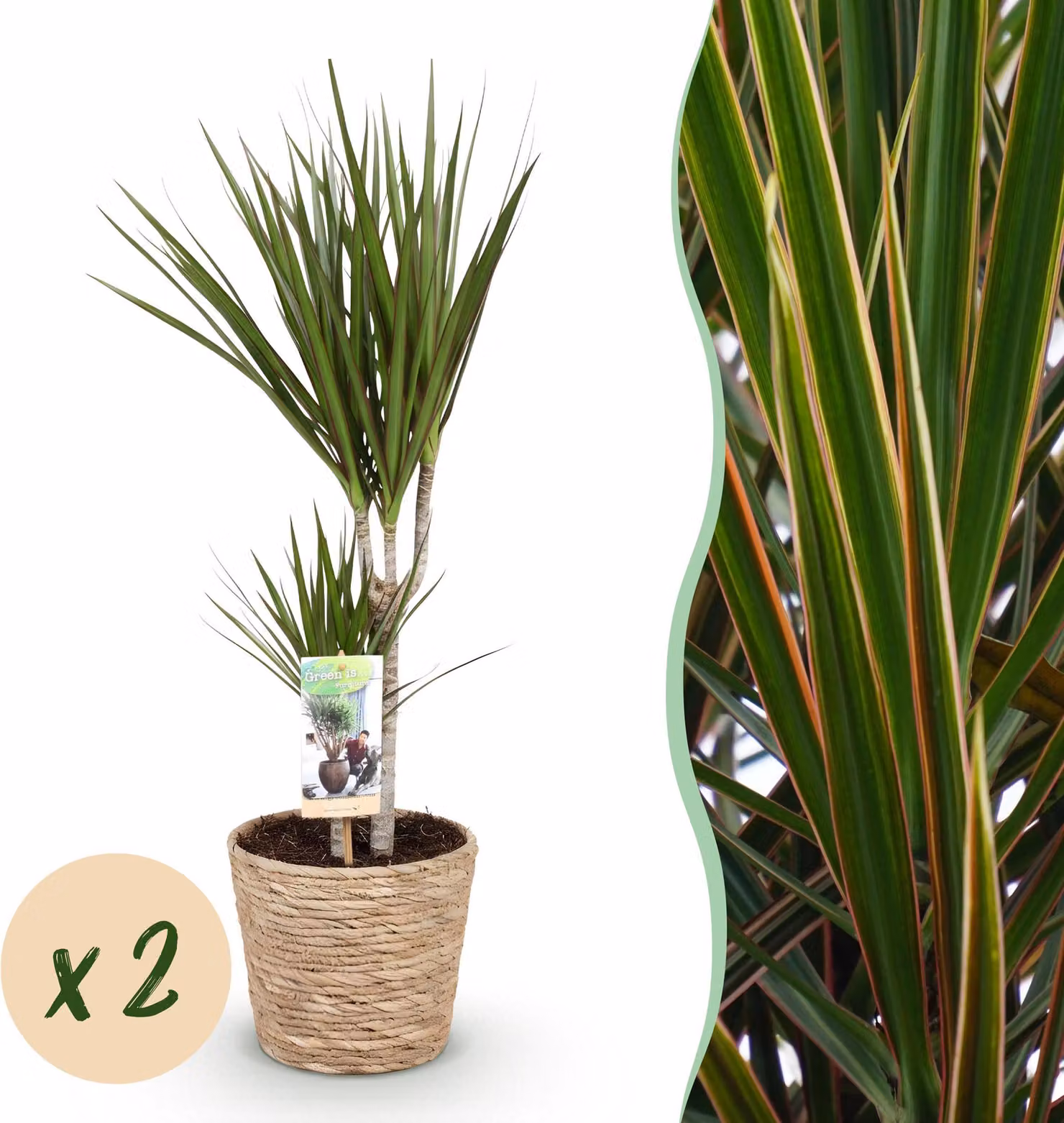 Dracaena Marginata - Albero del drago - Bassa manutenzione - con cesto - Verde - 2 piante - 70-80cm - Ø17cm - Pianta d'appartamento - Sempreverde