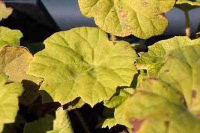 6 x Astilboides tabularis (rodgersia tabularis) - Astilboides - Vaso 9 x 9 cm