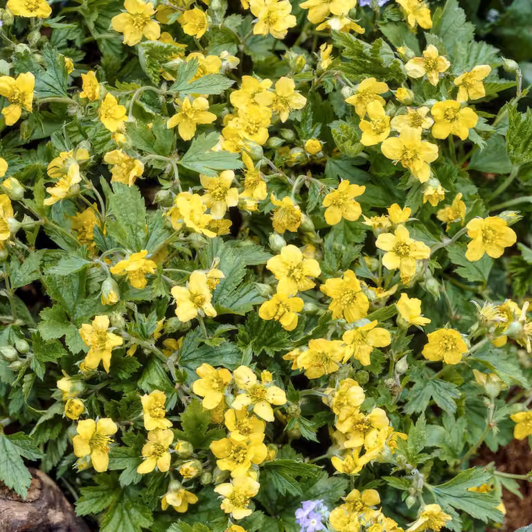 Waldsteinia ternata, pianta tappezzante, Ø9cm, altezza 10-25cm, fiori gialli in