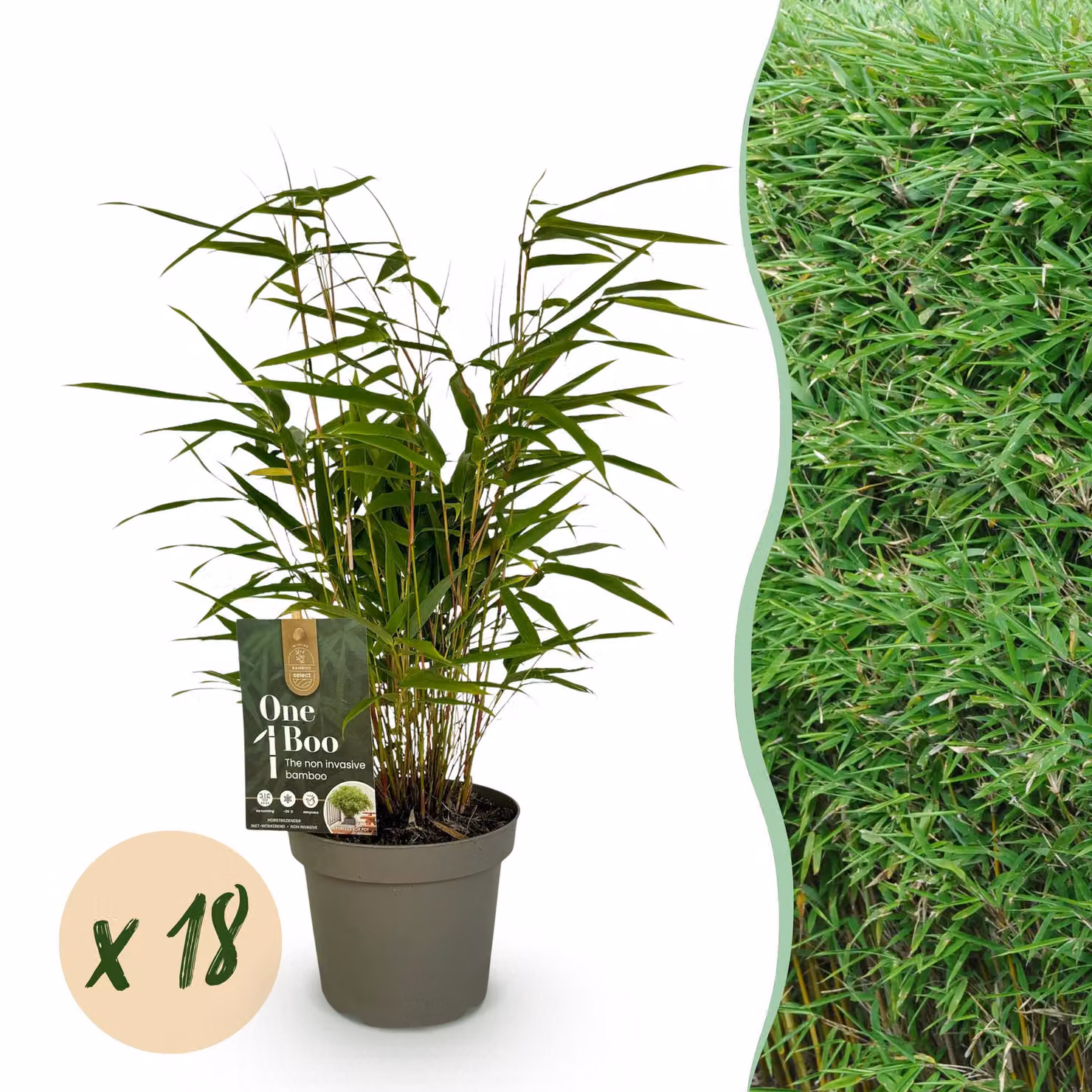 Bambù - Fargesia Rufa - Sempreverde - Non infiorettato - 18 piante - 25-35cm - Ø14cm - Pianta da giardino
