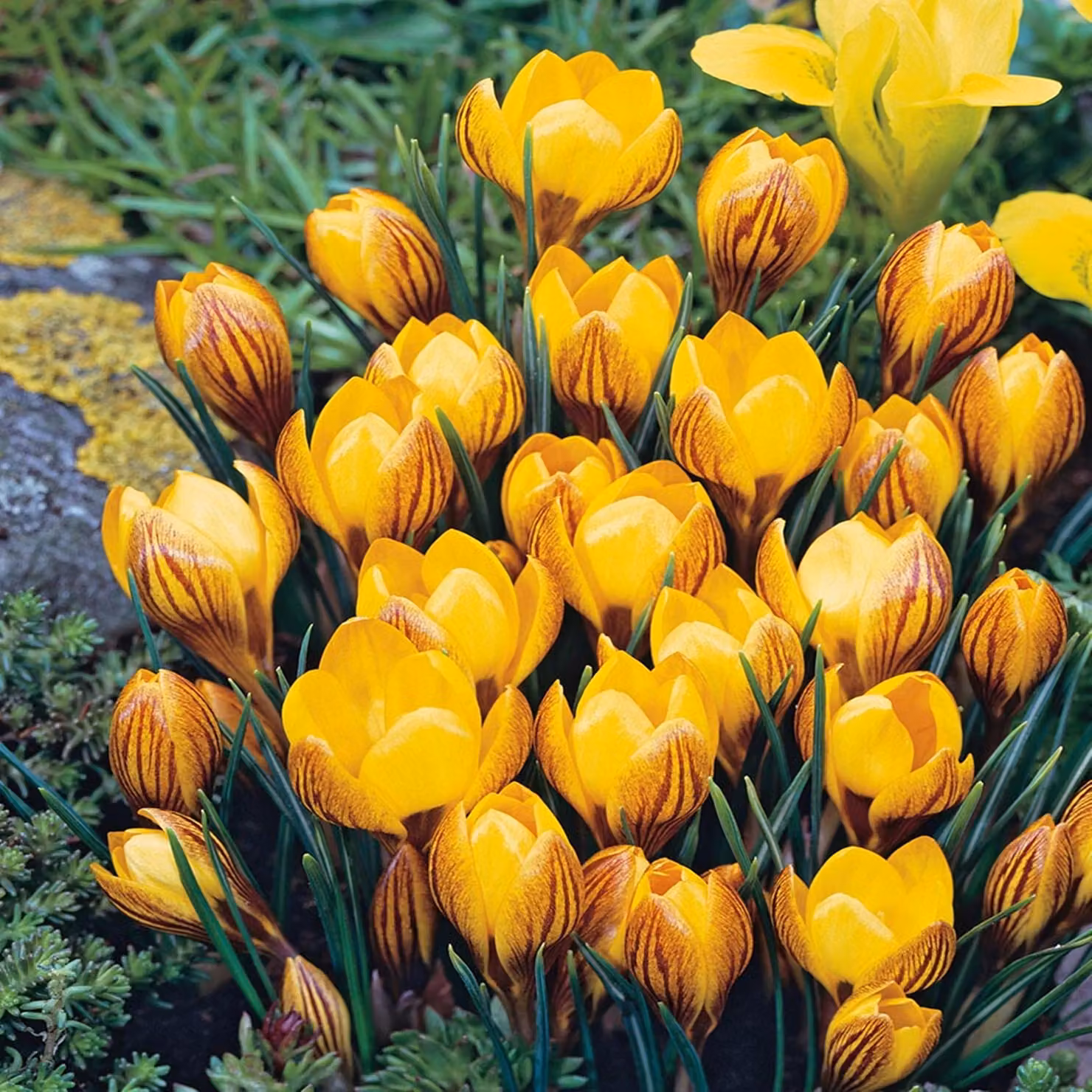 Crocus Fuscotinctus Primavera 10 pz. Bulbi di croco Bulbi di croco