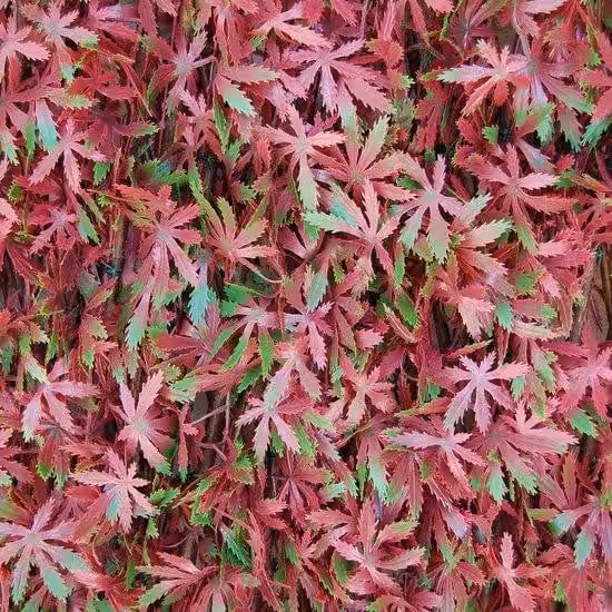 Siepe artificiale con foglie a griglia in salice, estensibile, 3D X-Tens, 1 x 2 m, rosso/verde