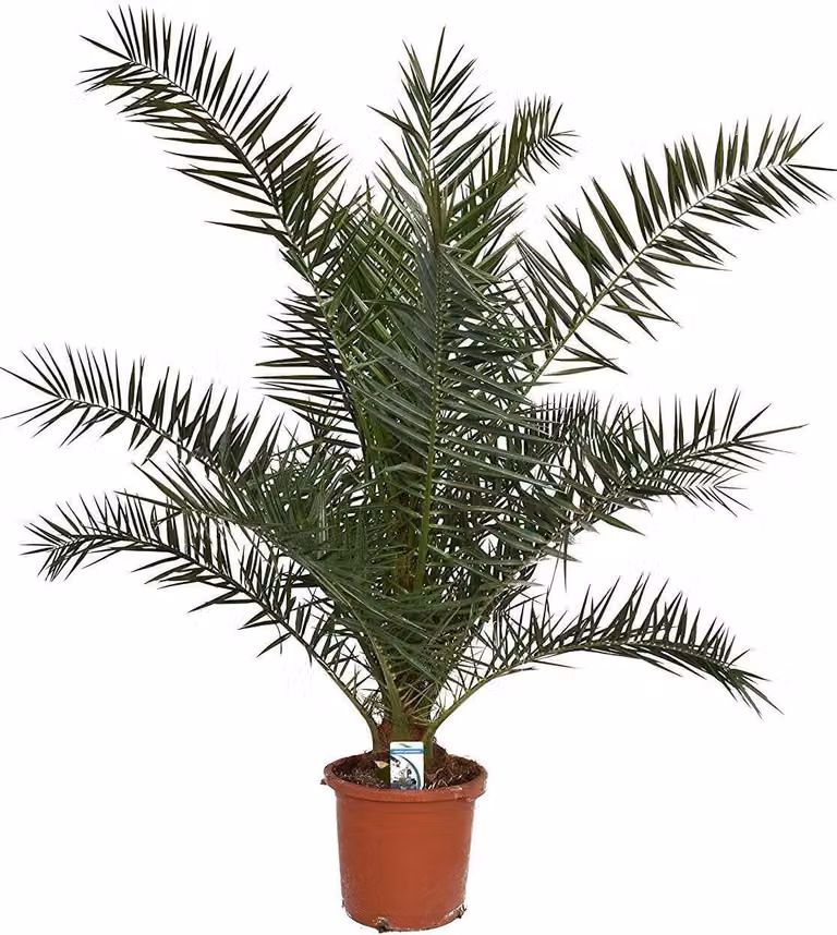 Palma da dattero delle Canarie 120-150 cm - Phoenix canariensis - Palma Phoenix