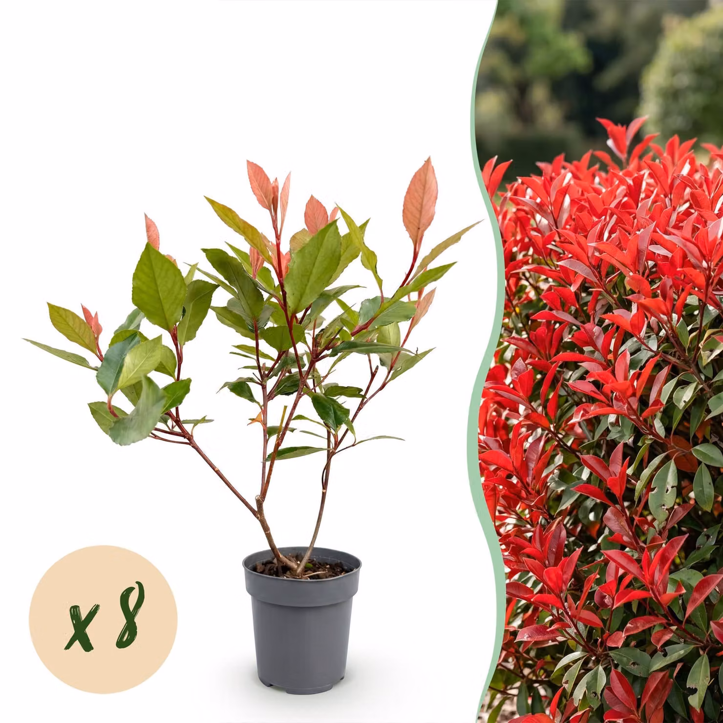 Photinia Little Red Robin - Foglia rossa - 8 piante - 1 metro di lunghezza - Sempreverde - 30-35cm - Ø9cm - Pianta da giardino