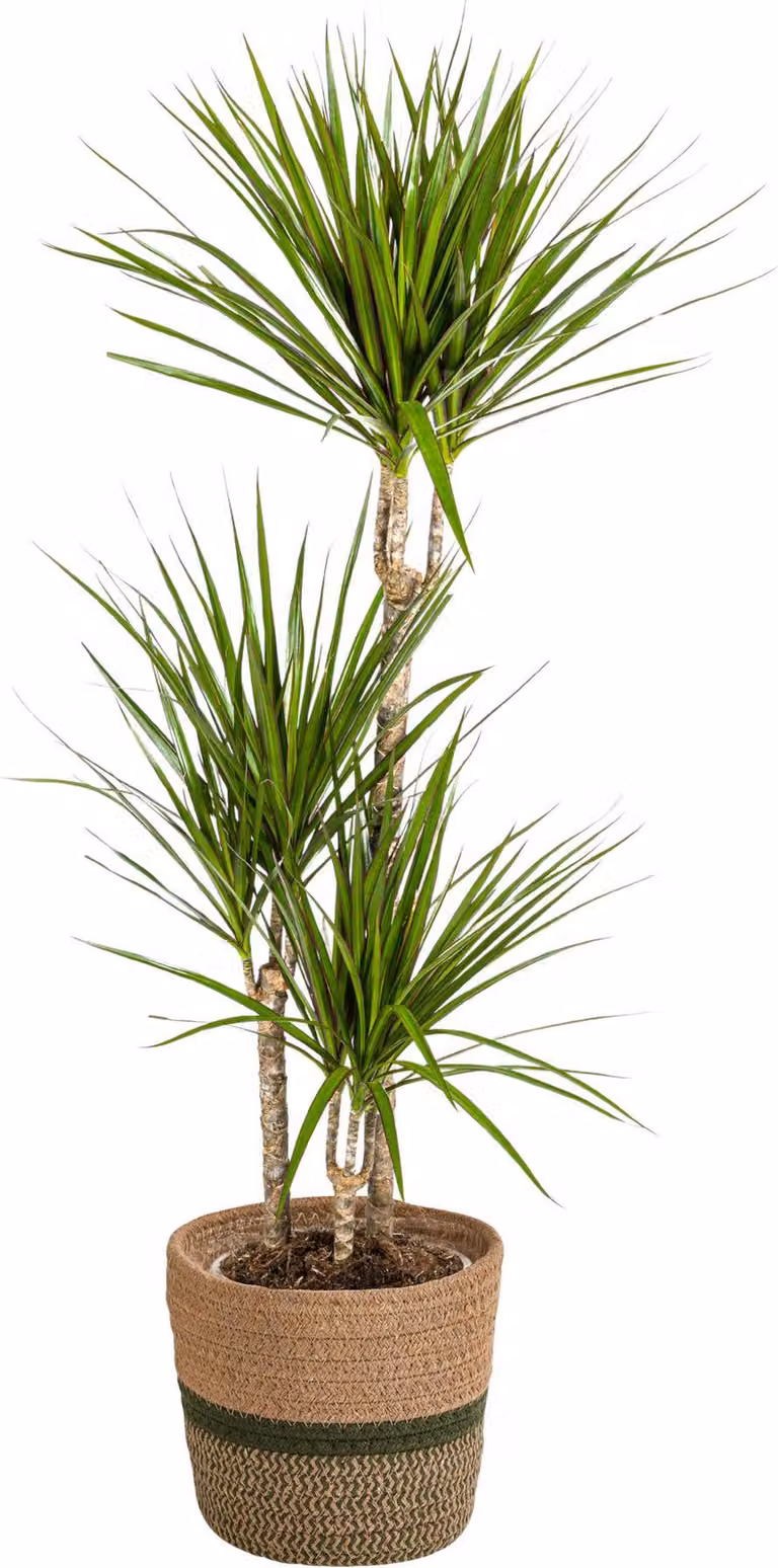 Dracaena Marginata Green con cesto in vimini - Altezza 110-130cm - Ø21cm