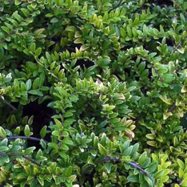 2 piante di *Lonicera nitida* 'Maigruen' (mirtillo americano) | Altezza: 25-30 cm, coltivate in vaso