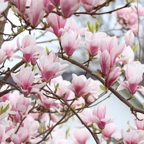 Magnolie - *Magnolia soulangiana* | 40-60 cm in vaso