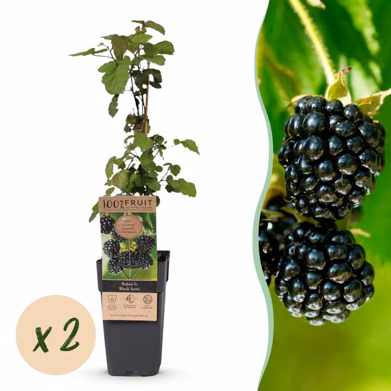 Rubus fruticosus Black Satin - Pianta di mora - rustica - Mora nera - 2 piante - 40-50cm - Ø15cm - Pianta da giardino