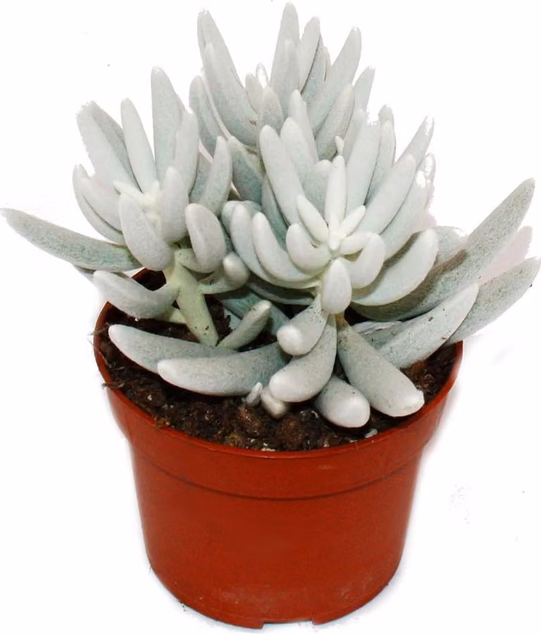 Senecio haworthii - pianta succulenta pelosa bianca - vaso da 10,5 cm