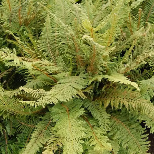 6 x Felce morbida - Polystichum setiferum 'Herrenhausen' | Vaso 9x9 cm