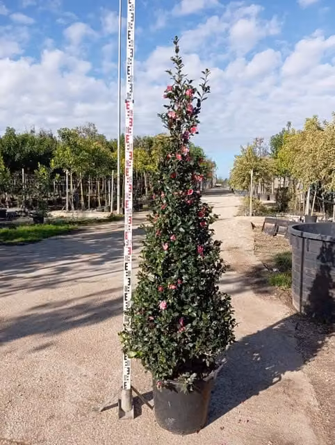Camelia Sasanqua Vaso 45 cm Arbusto Sempreverde da Fiore Invernale