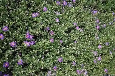 6 x Aster thomsonii - Aster autunnale - vaso 9 x 9 cm