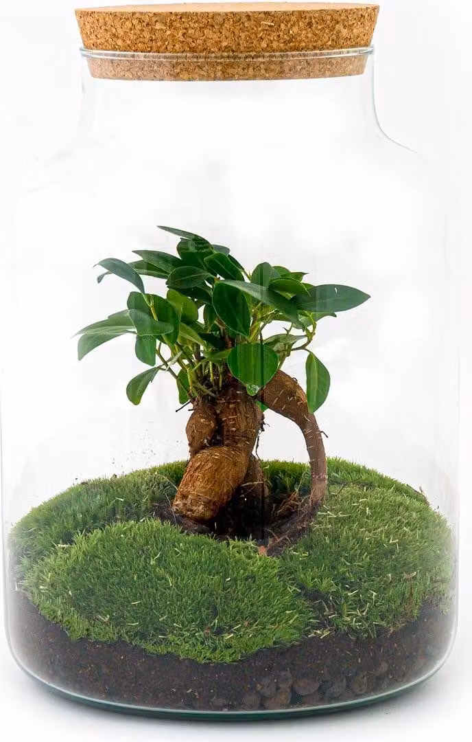 Kit fai da te per giardino in bottiglia "Terrarium Milky Bonsai" - Ø21cm