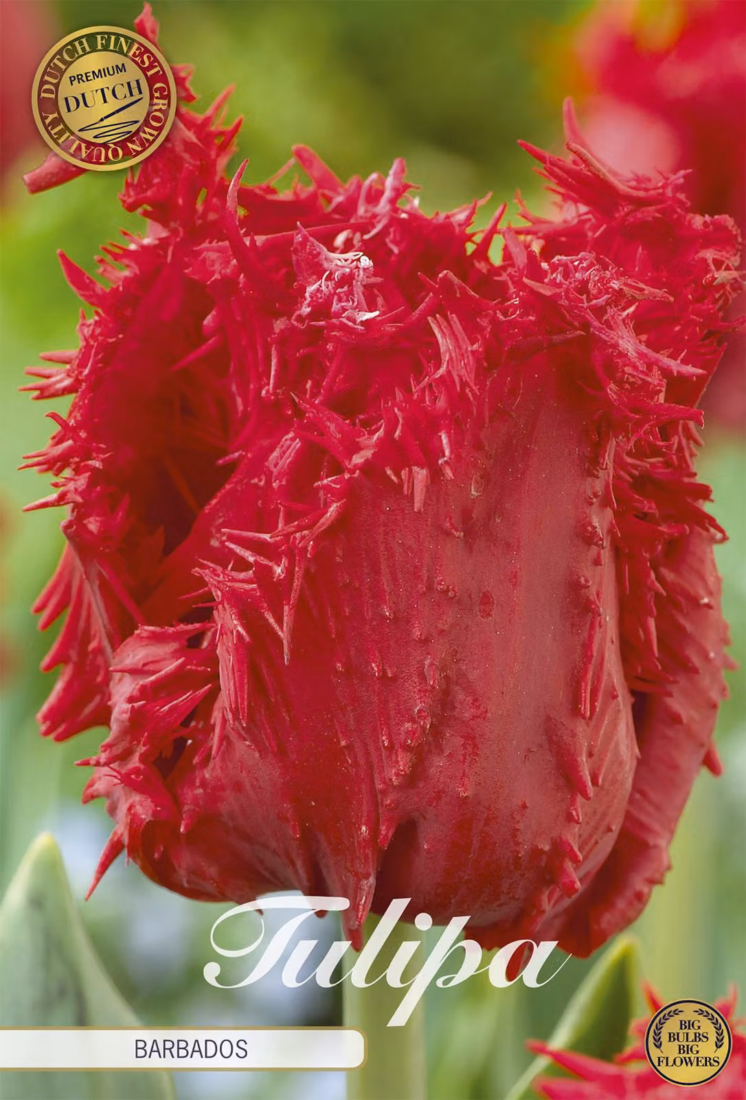 Tulipano Barbados (7 pezzi) | Bulbi di tulipano di Sam van Schooten