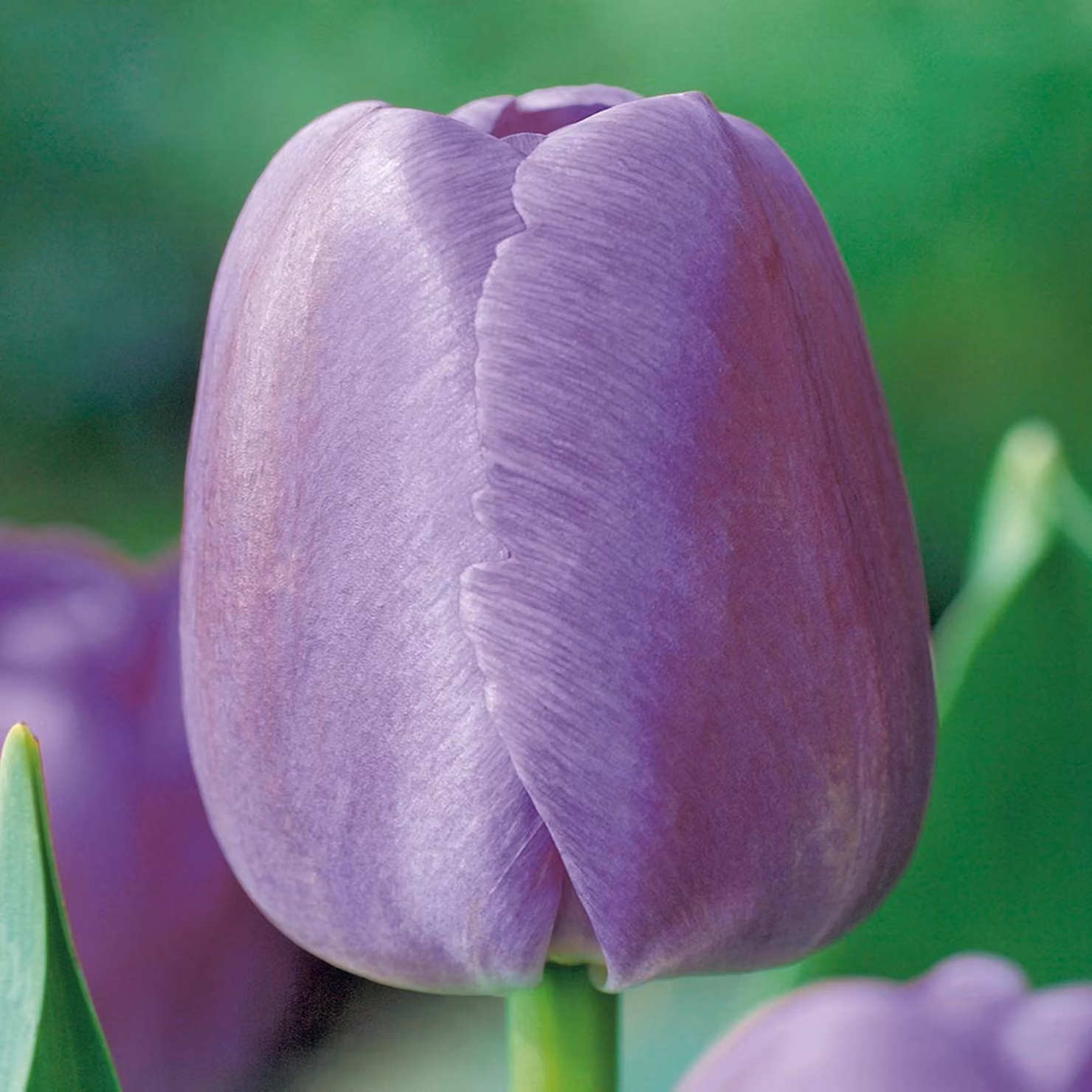 Tulipani Bulbi di fiori Fiori Bulbi di tulipani Tulipa Tulipani Purple Pride 5 pz.