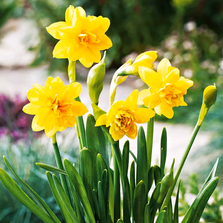 Bulbi di narciso bulbi di fiori bassi piccolo narciso Tete Boucle 5 pz.