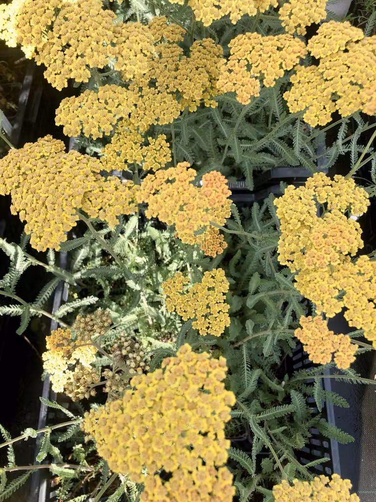 6 x Achillea 'Terracotta' - Schafgarbe im topf 9 x 9 cm