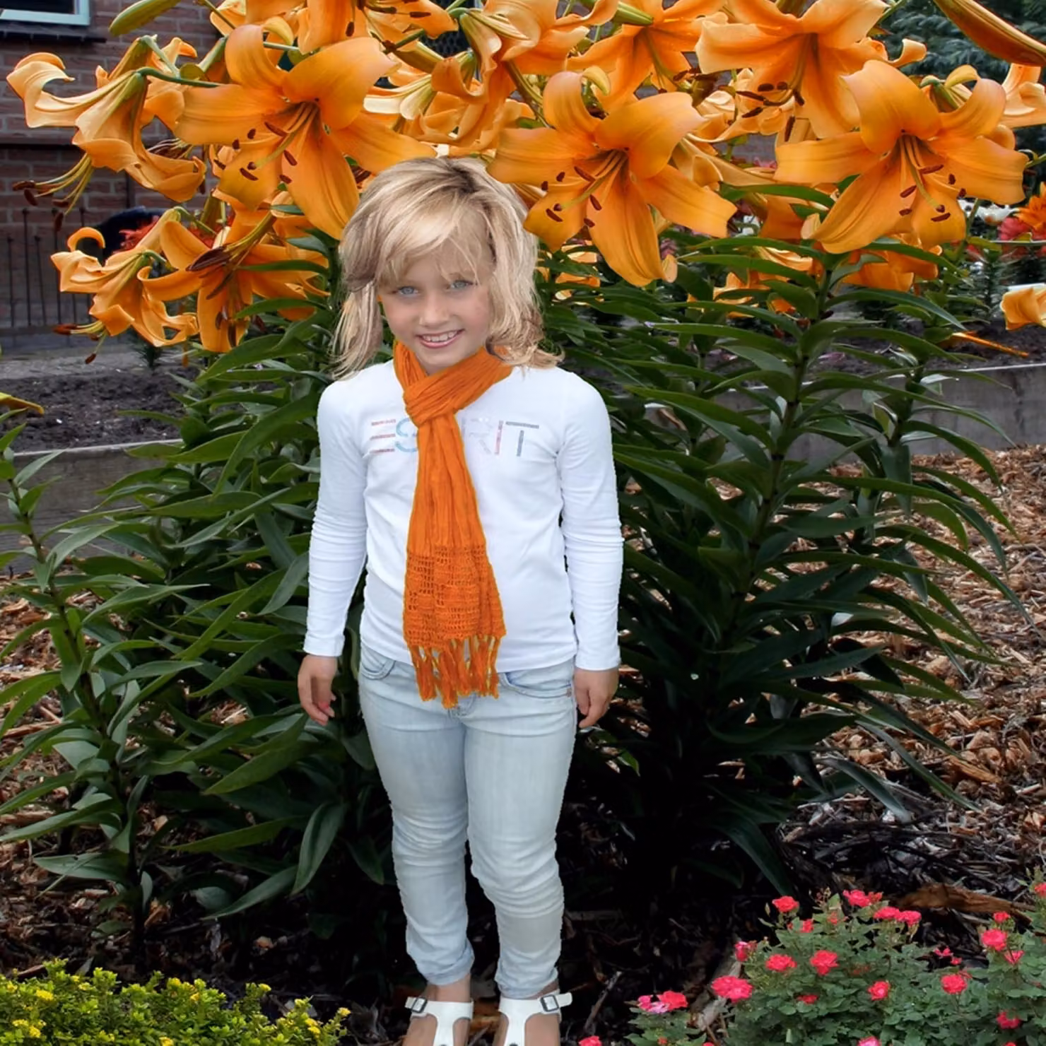 Lilia arborea Orange Space 1 pz Lilie bulbi di lilia bulbi Profumati