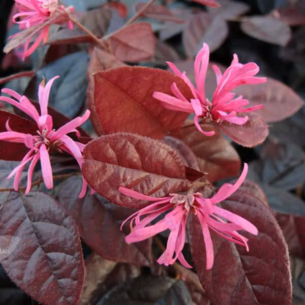 Loropetalum chinensis 'Fire Dance' | 20-25 cm in vaso