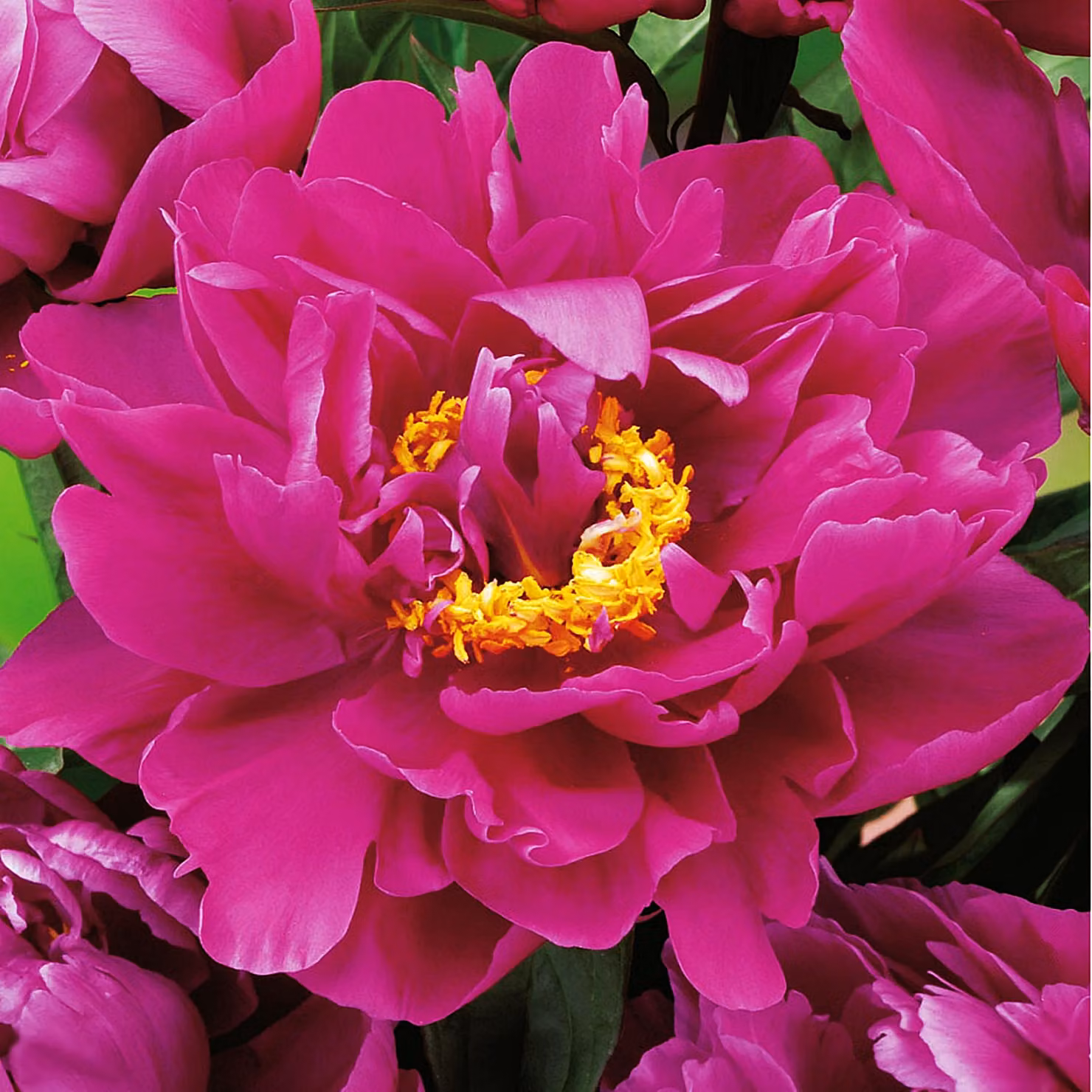 Paeonia Peonia piantina Karl Rosenfield 1 pz Peonie piantine Profumate