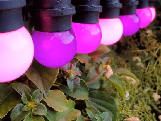 Catena luminosa da 5 m per esterni a LED, viola, set da 10 pezzi