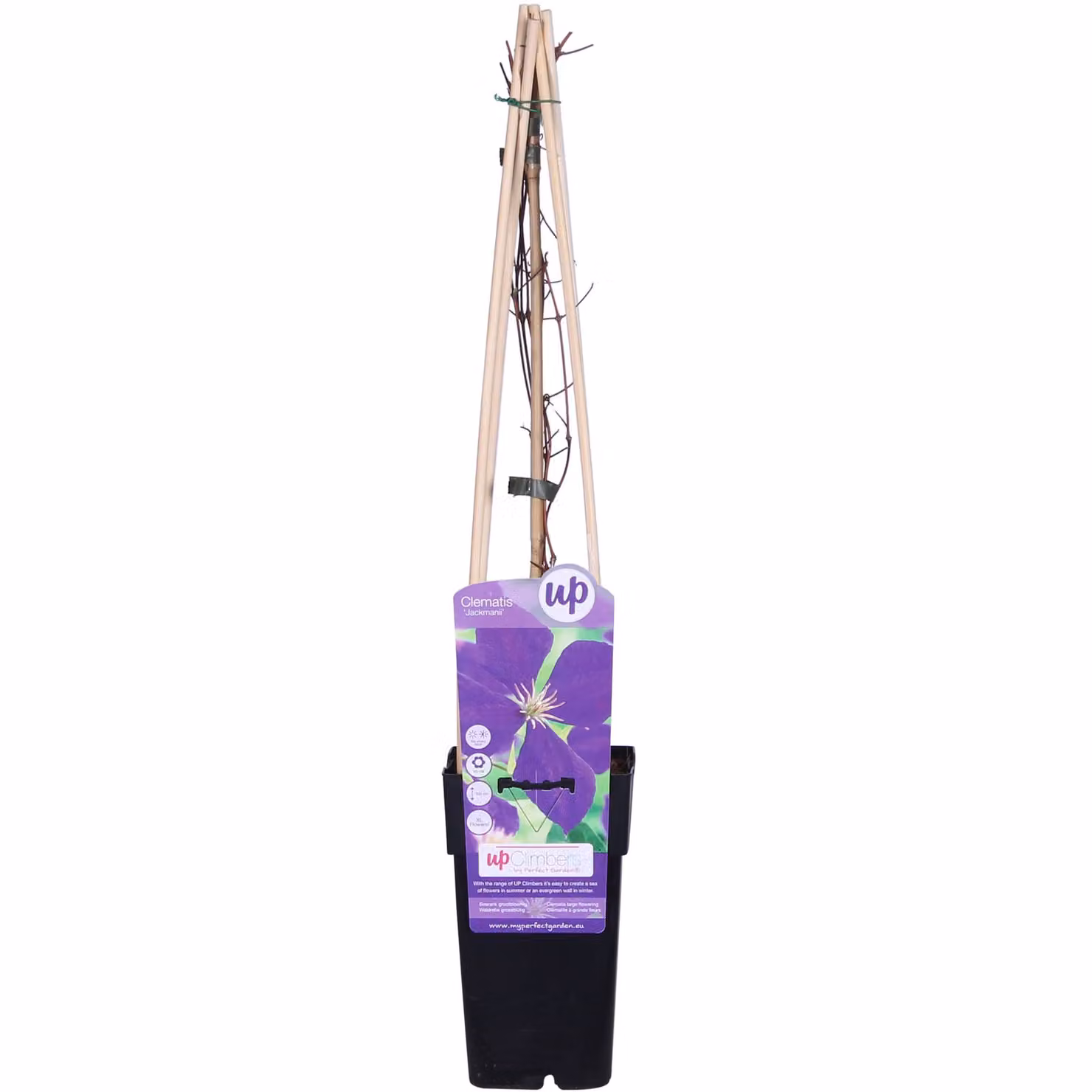 Clematis Jackmanii - ↨65Cm - Ø15