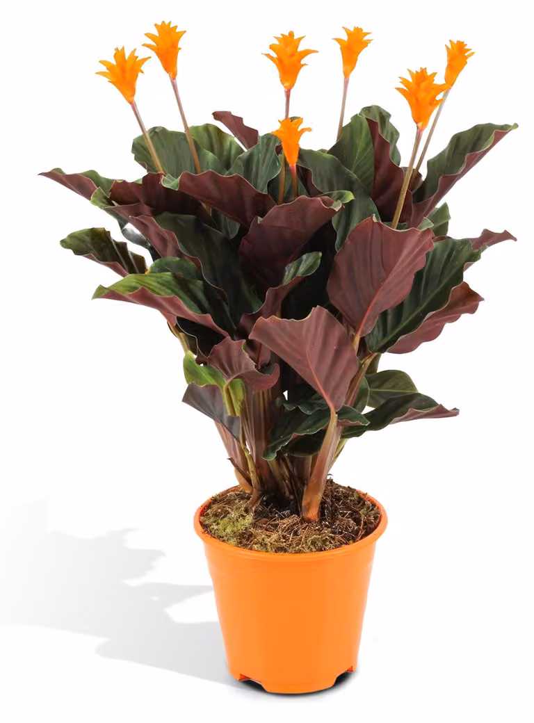 Cestino marante crocata - Ø14cm - ↕40cm