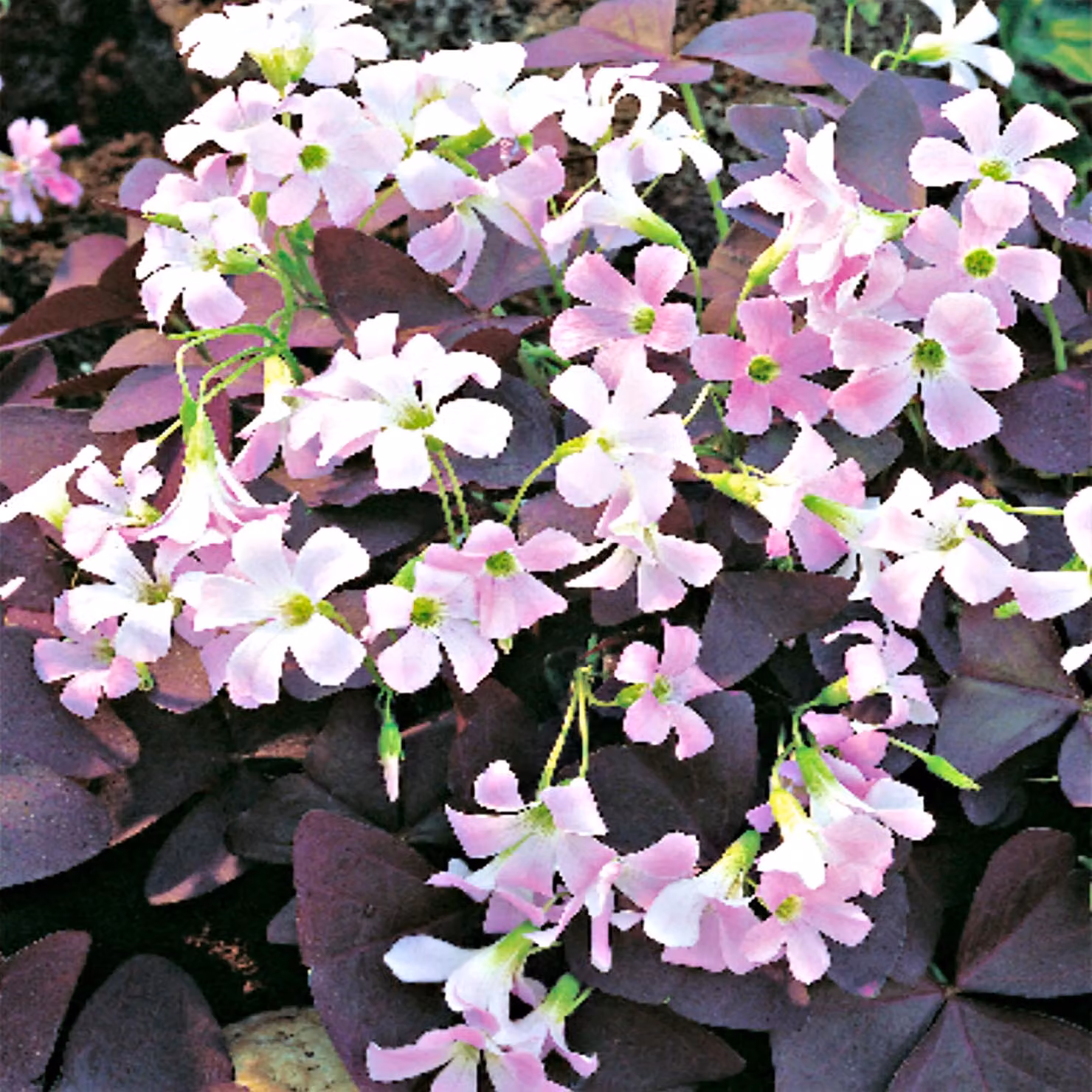Oxalis Triangularis Oxalis triangularis 5 pz. Bulbi da fiore