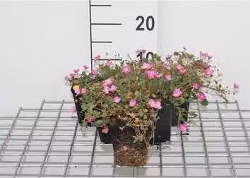 6 x Erodium variabile 'Bishop's Form' - Cranesbill - vaso 9 x 9 cm