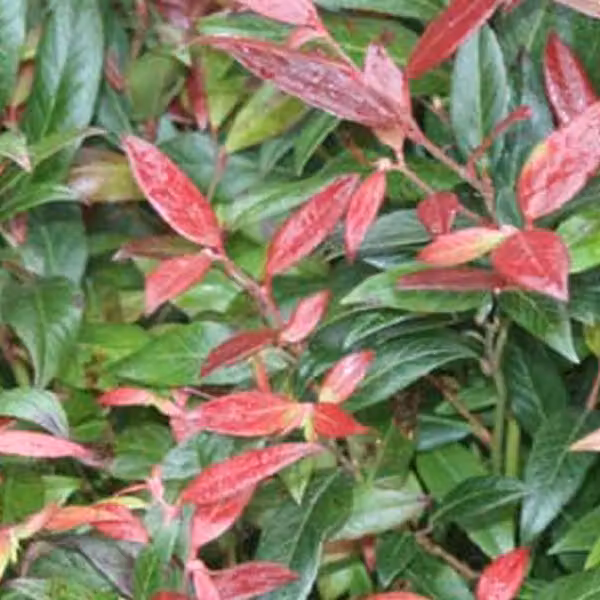 2 piante di Leucothoe 'Scarletta' (nota anche come 'Zeblid'), in vaso, altezza 20-30 cm