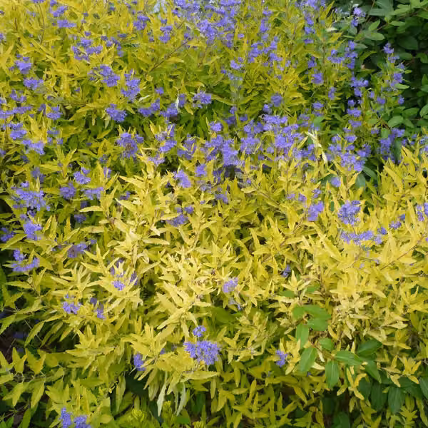 2 piante di Caryopteris clandonensis 'Worcester Gold' | Altezza: 30-40 cm, in vaso