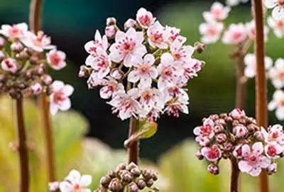 6 x Darmera peltata (peltiphyllum pelt.) - Darmera - vaso 9 x 9 cm