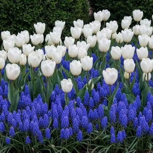 Mix di bulbi primaverili resistenti al freddo e perenni - Tulipani e Muscari - 6 bulbi - Piante vere provenienti dall'Olanda - adatte per giardino, vaso e balcone (non semi, non artificiali)