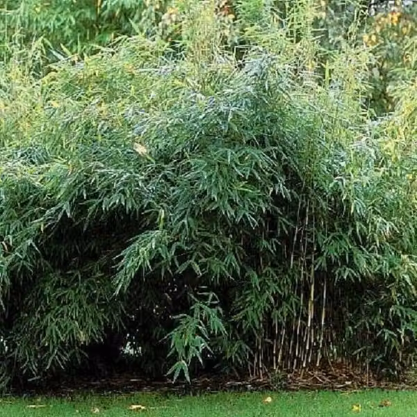 Bambù ornamentale - Fargesia murieliae 'Jumbo' | 50-60 cm, in vaso