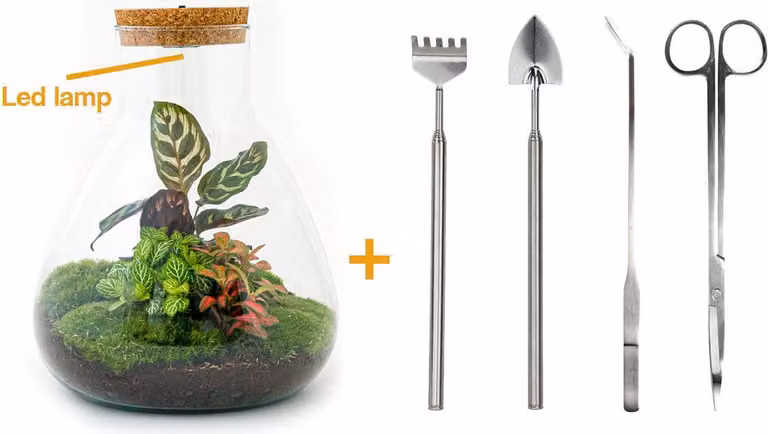 Terrario fai da te - Sam Calathea con luce - ↕ 30 cm
