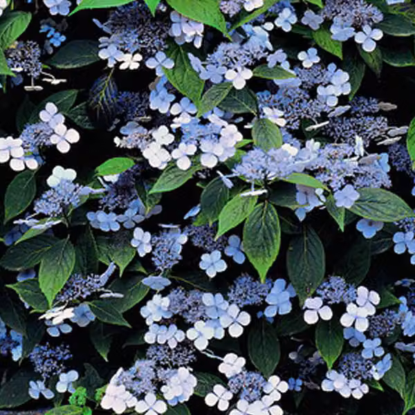 2 ortensie - Hydrangea serrata 'Bluebird' | Altezza: 25-30 cm, in vaso