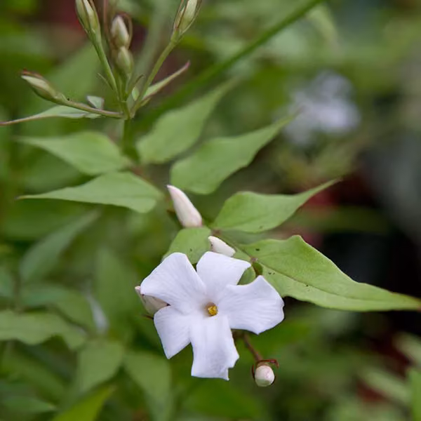 Gelsomino comune (Jasminum officinale) | 50-60 cm in vaso