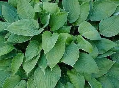 6 x Hosta 'Fort. Hyacinthina' - Hosta - Vaso 9 x 9 cm